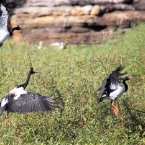 _800Mt Borradaile - Cooper Creek_5671_m_MagpieGeese